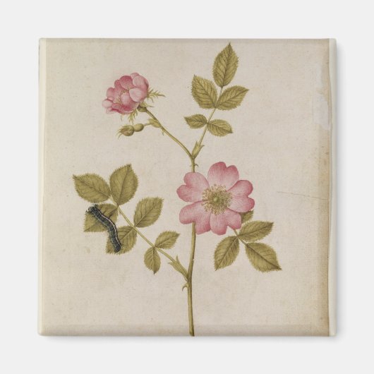 Rosa Canina - Dogrose en Caterpijler (potlood & w/ Magneet (Voorkant)