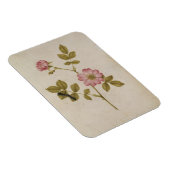 Rosa Canina - Dogrose en Caterpijler (potlood & w/ Magneet (Rechterzijde)