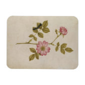 Rosa Canina - Dogrose en Caterpijler (potlood & w/ Magneet (Horizontaal)