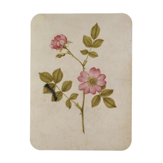 Rosa Canina - Dogrose en Caterpijler (potlood & w/ Magneet (Verticaal)