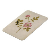 Rosa Canina - Dogrose en Caterpijler (potlood & w/ Magneet (Linkerzijde)