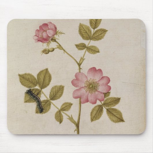 Rosa Canina - Dogrose en Caterpijler (potlood & w/ Muismat (Voorkant)