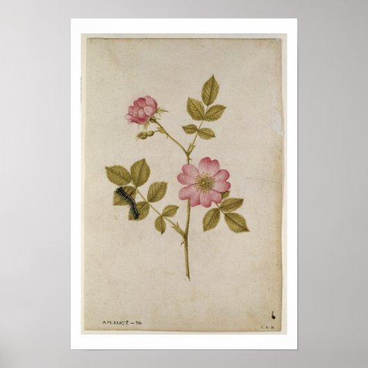 Rosa Canina - Dogrose en Caterpijler (potlood & w/ Poster (Voorkant)