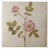 Rosa Canina - Dogrose en Caterpijler (potlood & w/ Tegeltje (Voorkant)