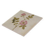 Rosa Canina - Dogrose en Caterpijler (potlood & w/ Tegeltje (Zijkant)