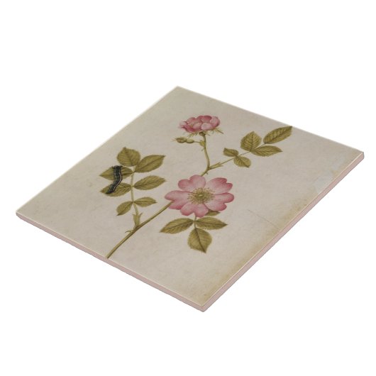 Rosa Canina - Dogrose en Caterpijler (potlood & w/ Tegeltje (Zijkant)