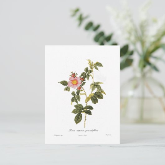 Rosa canina grandiflora briefkaart (Staand voorkant)