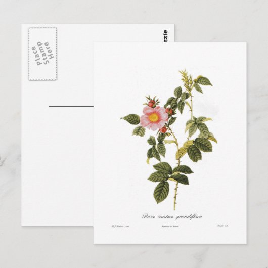 Rosa canina grandiflora briefkaart (Voorkant / Achterkant)