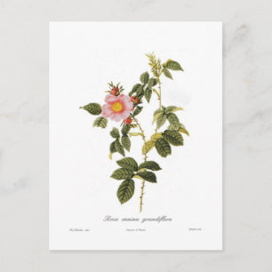Rosa canina grandiflora briefkaart