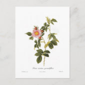 Rosa canina grandiflora briefkaart (Voorkant)