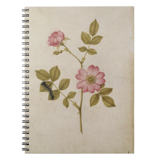 Rosa Canina - Hondsroos en Rups (potlood & w/ Notitieboek (Voorkant)