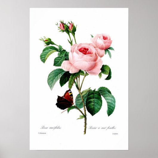 Rosa centiflora poster (Voorkant)