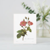Rosa centifolia anemonoides briefkaart (Staand voorkant)
