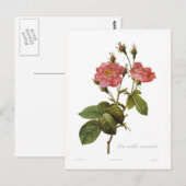 Rosa centifolia anemonoides briefkaart (Voorkant / Achterkant)