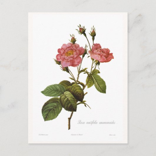 Rosa centifolia anemonoides briefkaart (Voorkant)