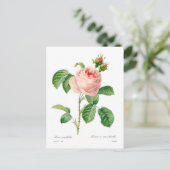 Rosa centifolia briefkaart (Staand voorkant)