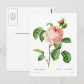 Rosa centifolia briefkaart (Voorkant / Achterkant)