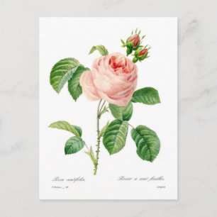 Rosa centifolia briefkaart