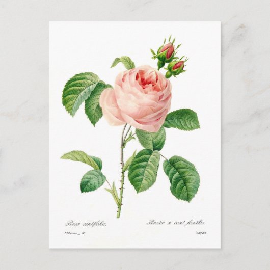 Rosa centifolia briefkaart (Voorkant)