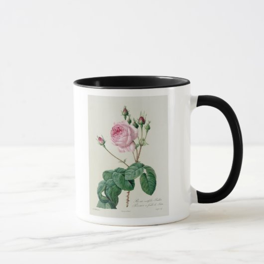 Rosa Centifolia Bullata Mok (Rechts)
