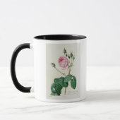 Rosa Centifolia Bullata Mok (Links)