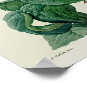 Rosa Centifolia Bullata Poster (Hoek)