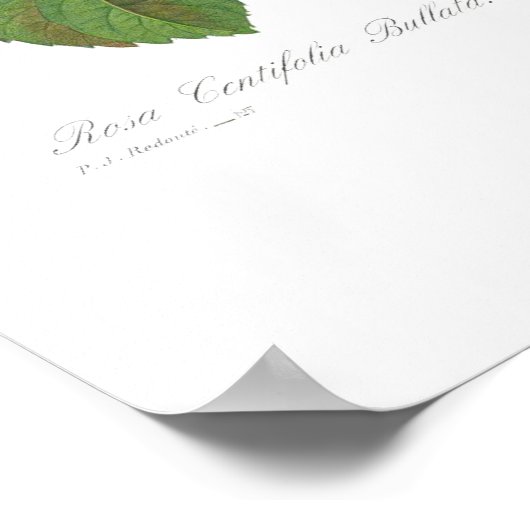 Rosa centifolia bullata poster (Hoek)