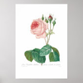 Rosa centifolia bullata poster (Voorkant)