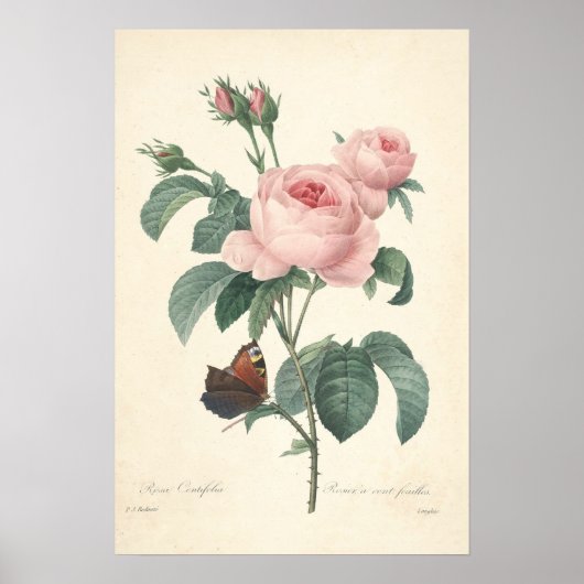 Rosa Centifolia Canvas Afdrukken Poster (Voorkant)