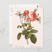 Rosa Centifolia Foliacea Briefkaart (Voorkant / Achterkant)