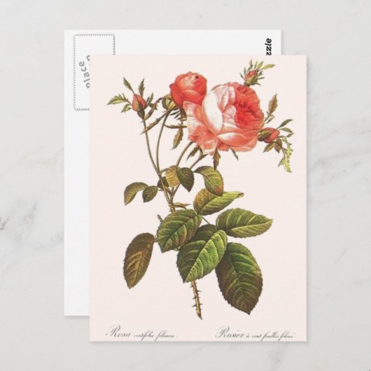 Rosa Centifolia Foliacea Briefkaart (Voorkant / Achterkant)