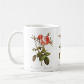 Rosa Centifolia Foliacea Koffiemok (Links)