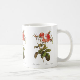 Rosa Centifolia Foliacea Koffiemok