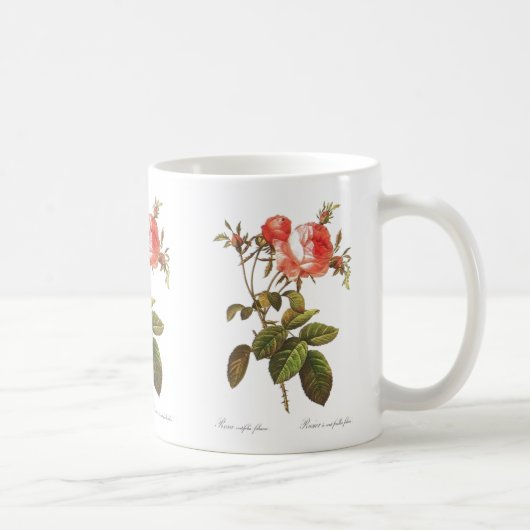 Rosa Centifolia Foliacea Koffiemok (Rechts)