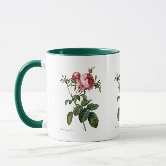 Rosa centifolia foliacea mok (Links)