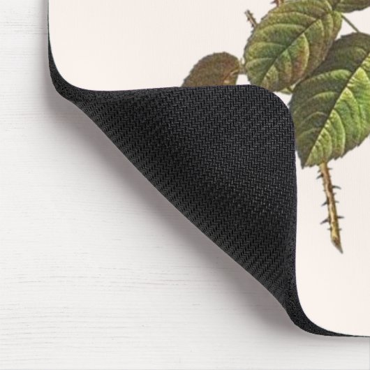 Rosa Centifolia Foliacea Muismat (Hoek)