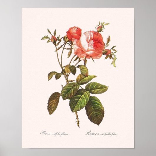 Rosa Centifolia Foliacea Poster (Voorkant)