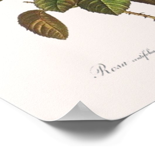 Rosa Centifolia Foliacea Poster (Hoek)