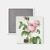 Rosa Centifolia Magneet (Voorkant / Achterkant)