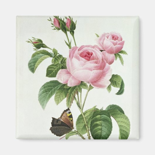 Rosa Centifolia Magneet (Voorkant)