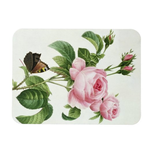 Rosa Centifolia Magneet (Horizontaal)