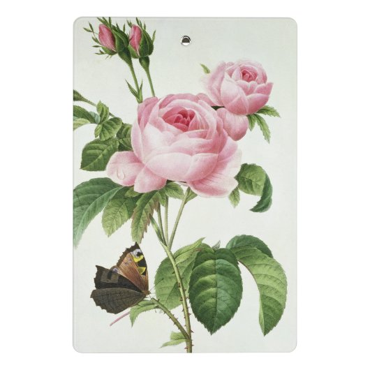 Rosa Centifolia Mini Klembord (Achterkant)