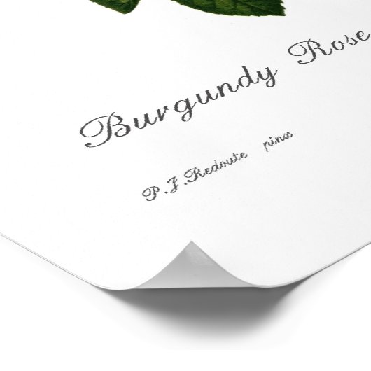 Rosa centifolia parvifolia poster (Hoek)