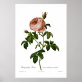 Rosa centifolia parvifolia poster (Voorkant)