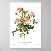 Rosa centifolia pomponia poster (Voorkant)