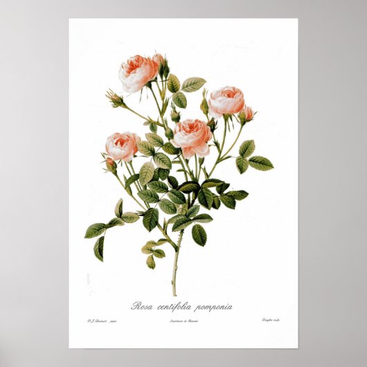 Rosa centifolia pomponia poster (Voorkant)