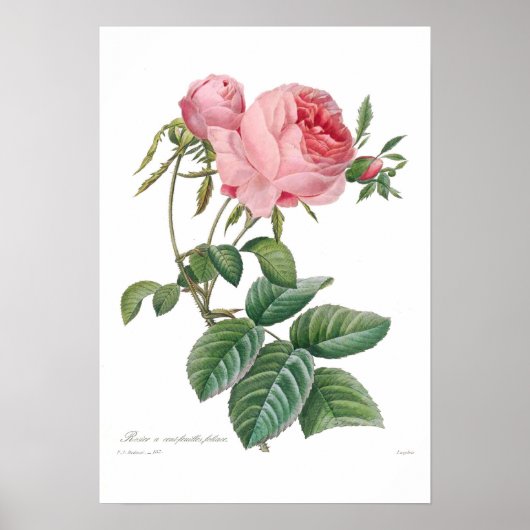 Rosa centifolia poster (Voorkant)