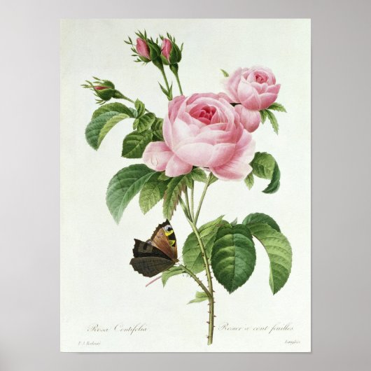 Rosa Centifolia Poster (Voorkant)