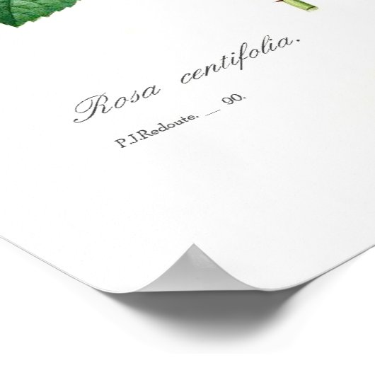 Rosa centifolia poster (Hoek)