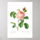 Rosa centifolia poster (Voorkant)